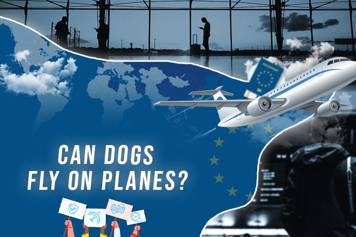 Can Dogs Fly on Planes