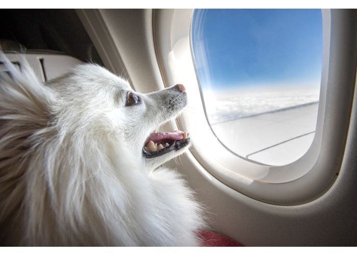Can I Buy My Dog a Seat on an Airplane