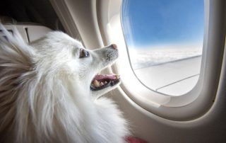 can dogs fly on planes