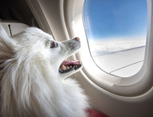 Can Dogs Fly on Planes?