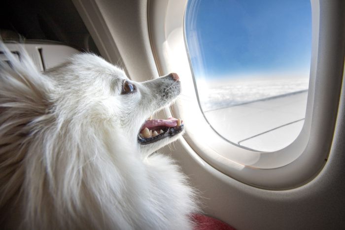 can dogs fly on planes